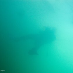 2020.02.22-23 Taney 2020 (Vanessa)